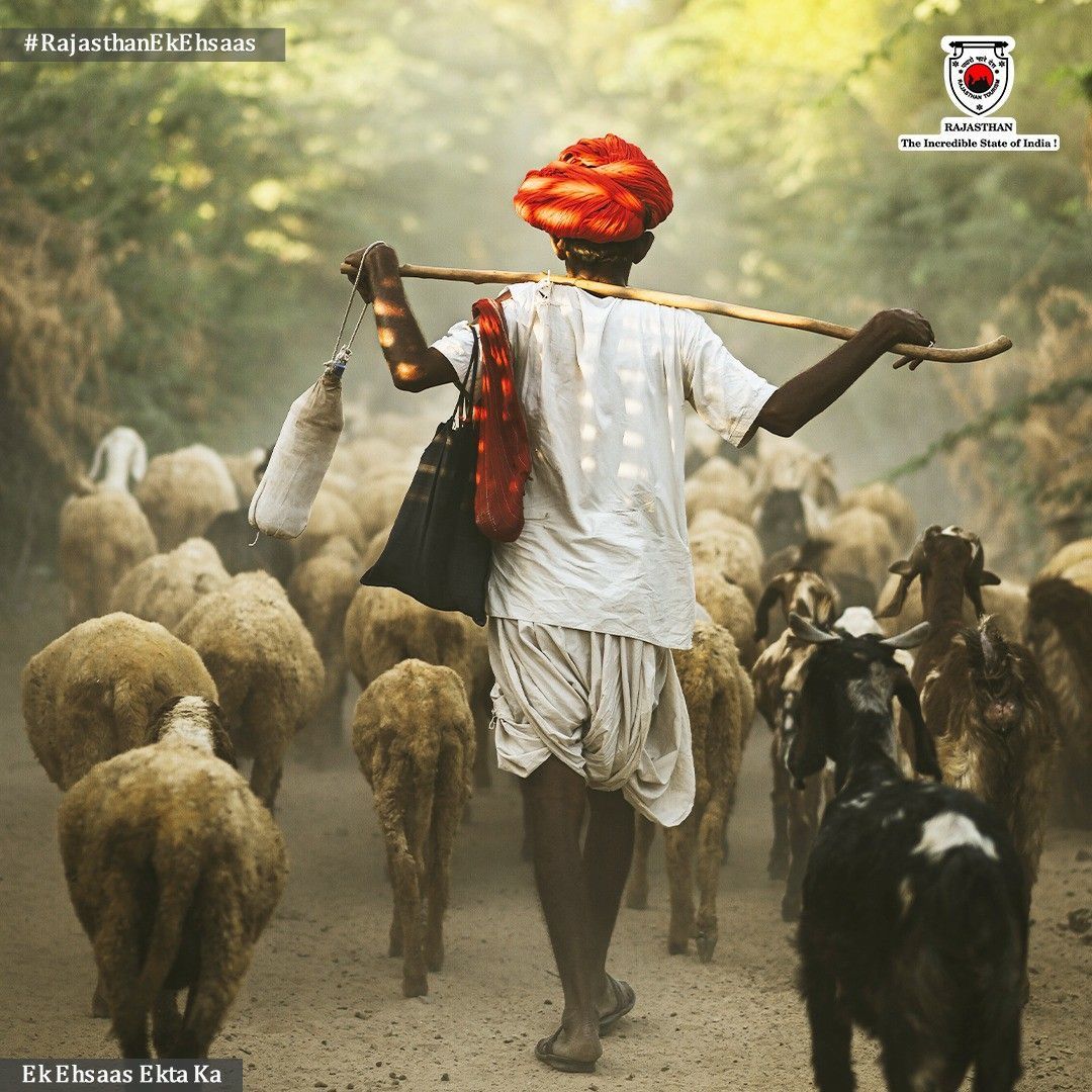 Village goats